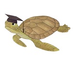 Graduation Turtle 